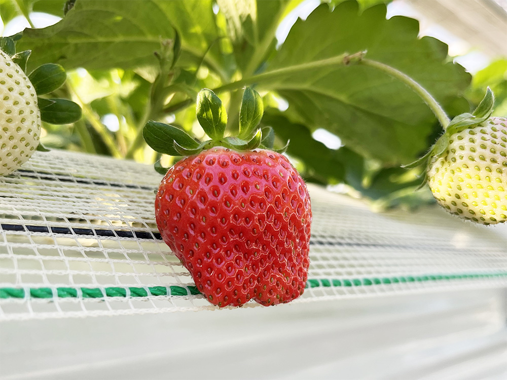 いちごの品種紹介】あまりん | つぐみのいちご - 完熟いちごのギフト販売 -